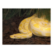 Geweldige Gele Birmese Python Foto Afdruk (Voorkant)
