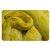 Geweldige Gele Birmese Python Magneet (Horizontaal)
