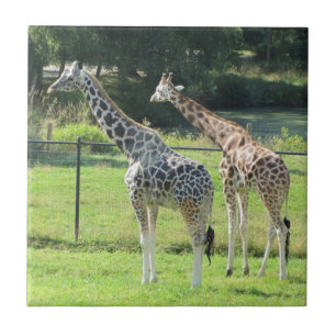 Geweldige giraffen tegeltje