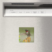 Geweldige Hummingbird Magneet (Insitu (Vaatwasser))
