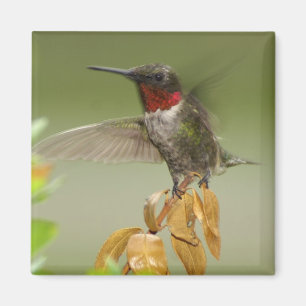 Geweldige Hummingbird Magneet