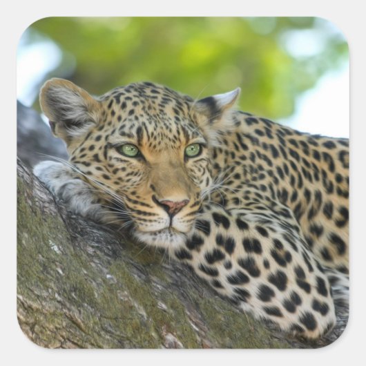 Geweldige luipaard vierkante sticker (Voorkant)