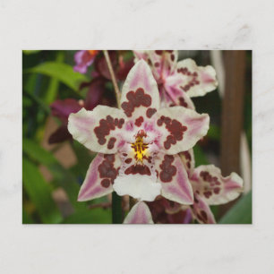 Geweldige meerkleurige falaenopsis Orchid Briefkaart