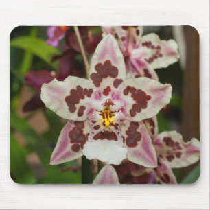 Geweldige Meerkleurige Phalaenopsis Orchidee Muismat