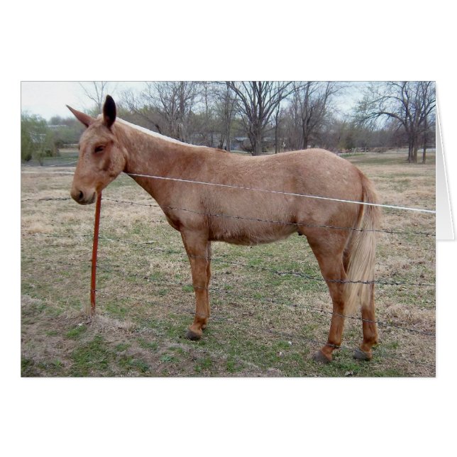 Geweldige Mule! pas het aan! (Voorkant Horizontaal)