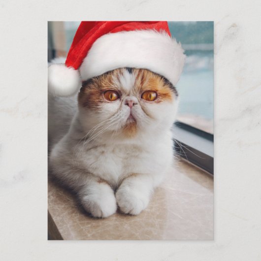 Geweldige perzische kat met het pet van Santa Clau Briefkaart (Voorkant)