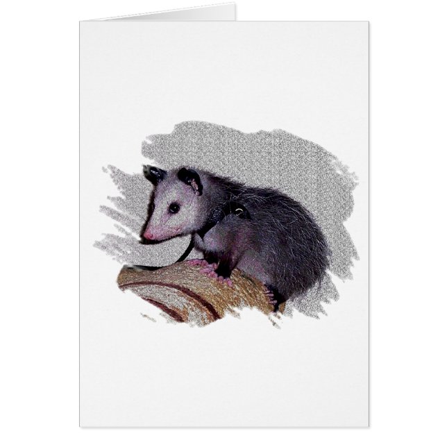 Geweldige possum (Voorkant)
