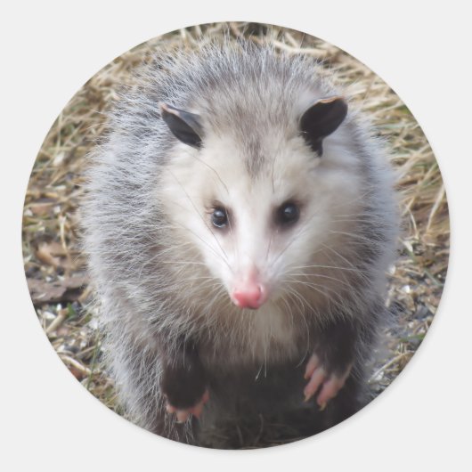 Geweldige Possum Classic Round Sticker (Voorkant)
