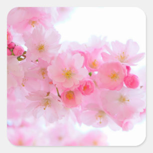 Geweldige roze Japanse Cherry Blossom Vierkante Sticker