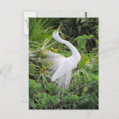 Geweldige White Egret Love Dance Briefkaart (Voorkant / Achterkant)