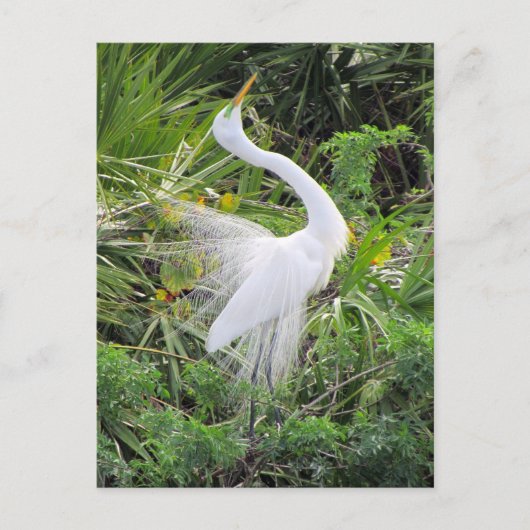 Geweldige White Egret Love Dance Briefkaart (Voorkant)