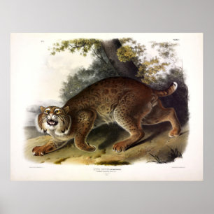 Gewone Amerikaanse Wilde Kat (Bobcat) Audubon Poster
