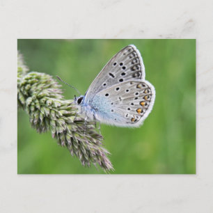 Gewone Blauwe Vlinder op Gras Briefkaart