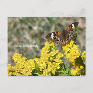 gewone Buckeye Butterfly-Briefkaart Briefkaart