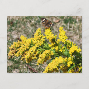 gewone Buckeye Butterfly-Briefkaart Briefkaart
