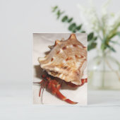 Gewone coenobita briefkaart (Staand voorkant)