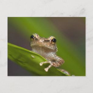 Gewone coqui, Eleutherodactylus coqui Briefkaart