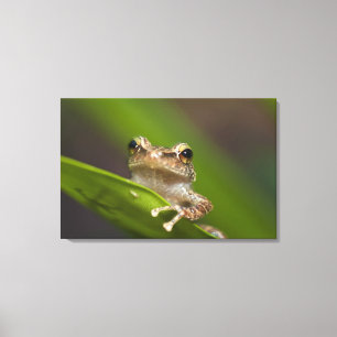 Gewone coqui, Eleutherodactylus coqui Canvas Afdruk