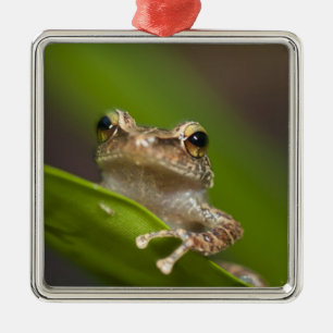 Gewone coqui, Eleutherodactylus coqui Metalen Ornament