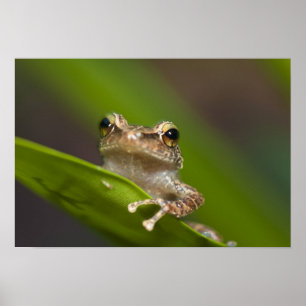 Gewone coqui, Eleutherodactylus coqui Poster