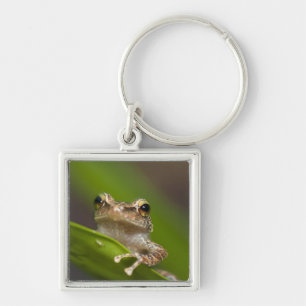 Gewone coqui, Eleutherodactylus coqui Sleutelhanger
