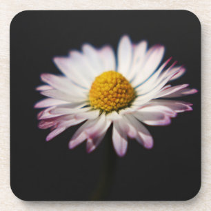Gewone Daisy coastercan Bier Onderzetter