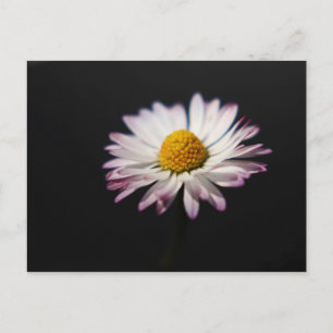 Gewone Daisy pca Briefkaart