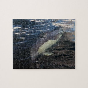 Gewone dolfijn Zwemmen Oceaan Natuurfotografie Legpuzzel