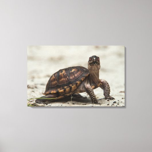 Gewone doosschildpad canvas afdruk (Voorkant)