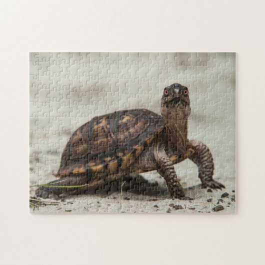 Gewone doosschildpad legpuzzel (Horizontaal)