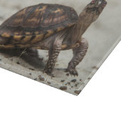 Gewone doosschildpad snijplank (Hoek)