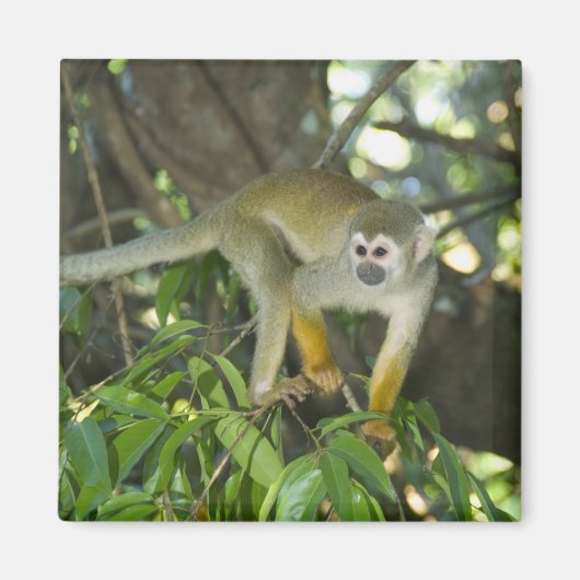 Gewone Eekhoornaap, (Saimiri sciureus), Rio Magneet (Voorkant)