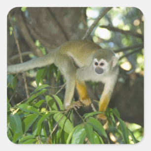 Gewone Eekhoornaap, (Saimiri sciureus), Rio Vierkante Sticker