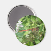 Gewone Glazenmaker Libel Magneet (Voorkant / Achterkant)