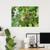 Gewone glazenmaker libel poster (Thuiskantoor)