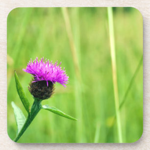 Gewone knapweed bier onderzetter