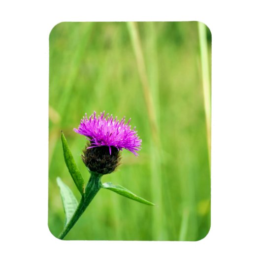 Gewone knapweed magneet (Verticaal)