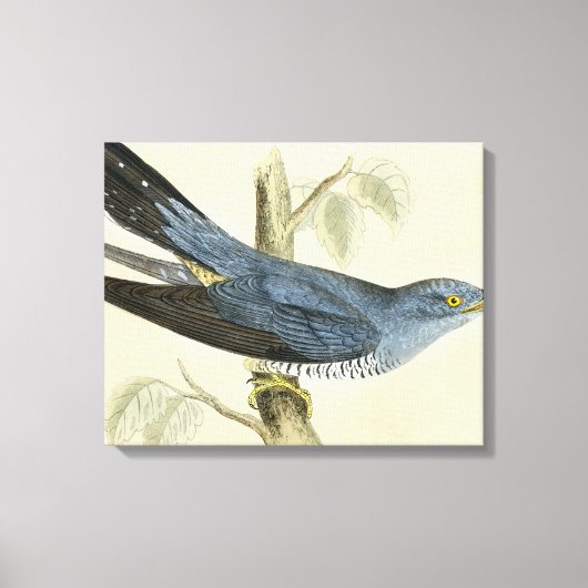 Gewone koekoek canvas afdruk (Voorkant)