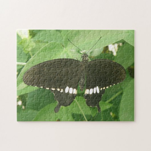 Gewone Mormon Vlinder Puzzel (Horizontaal)