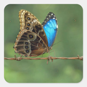 Gewone Morpho Vlinder op Prikkeldraad Vierkante Sticker