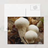 Gewone Puffball-Briefkaart Briefkaart (Voorkant / Achterkant)