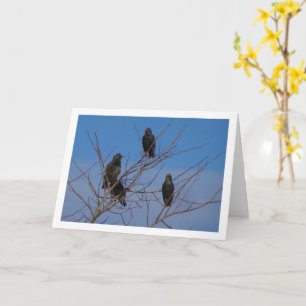 gewone spreeuwvogels kaart