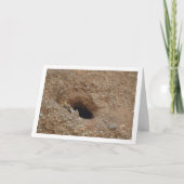 Gewone torenvalk, Falco tinnunculus Kaart (Voorkant)