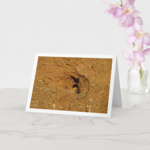 Gewone torenvalk, Falco tinnunculus Kaart