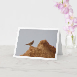 Gewone torenvalk, Falco tinnunculus Kaart