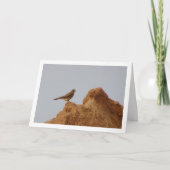 Gewone torenvalk, Falco tinnunculus Kaart (Voorkant)