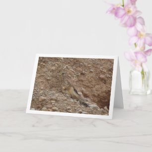 Gewone torenvalk, Falco tinnunculus Kaart