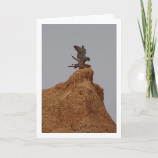 Gewone torenvalk paring, Falco tinnunculus auto Kaart (Voorkant)