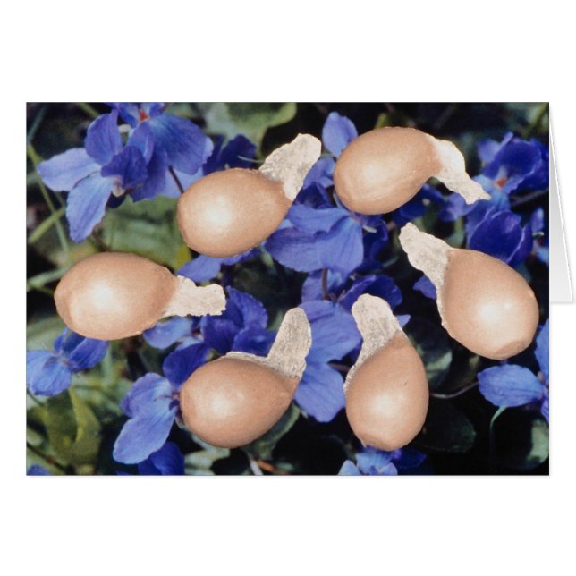 Gewone Violet-zaden (Viola papilionacea) bloemen (Voorkant Horizontaal)