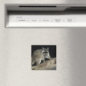Gewone wasbeer, Procyon lotor Magneet (Insitu (Vaatwasser))